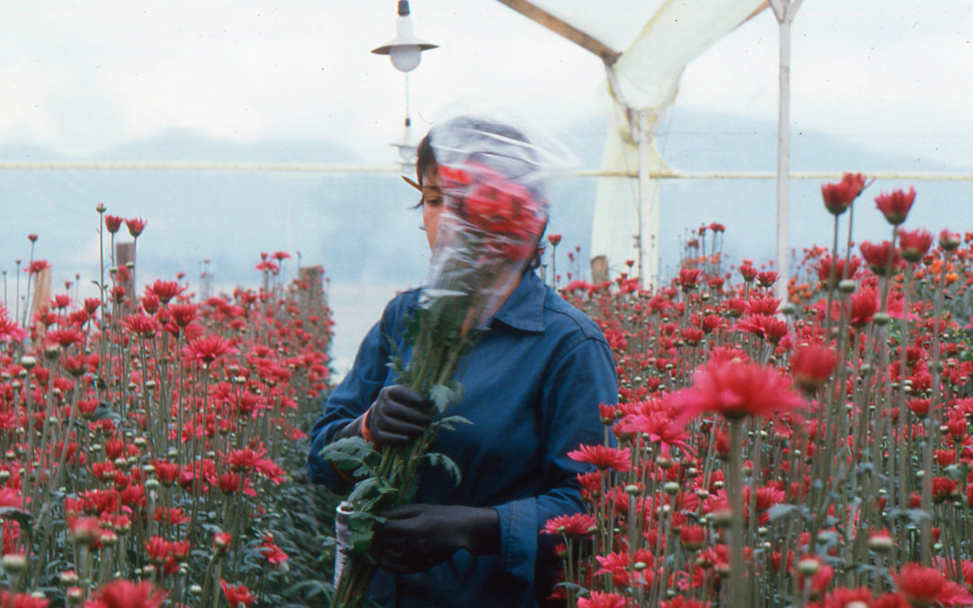 Amor, Mujeres y Flores